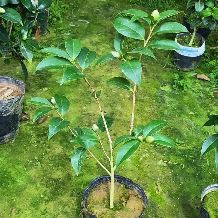 无花朵圣诞帽。
