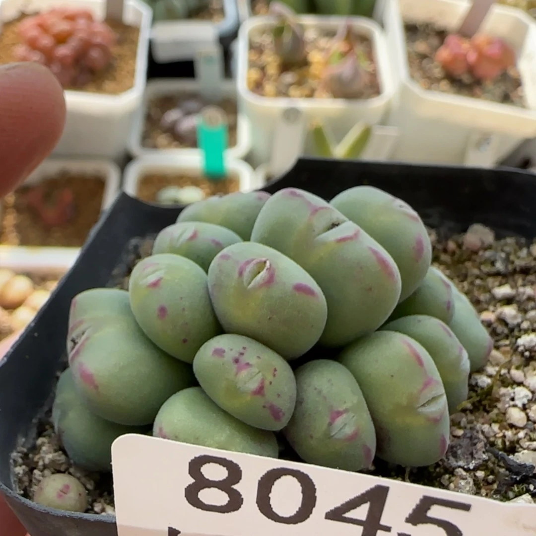 【闪购商品】?*思8045