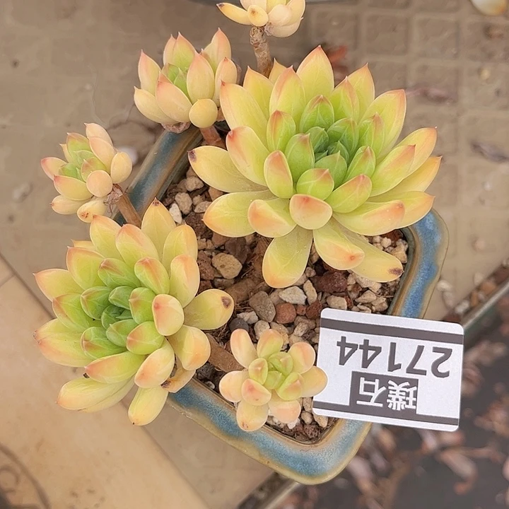 星际迷航27144多肉植物