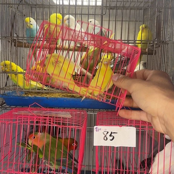 虎皮鹦鹉纯黄拍选