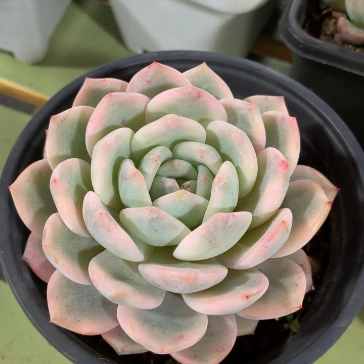 梦露锦精控，一物一拍