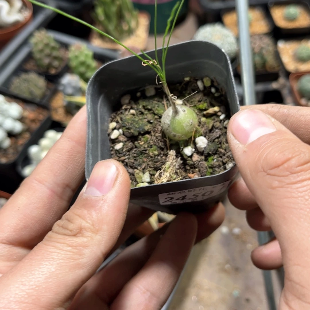 24501一物一拍单头发货