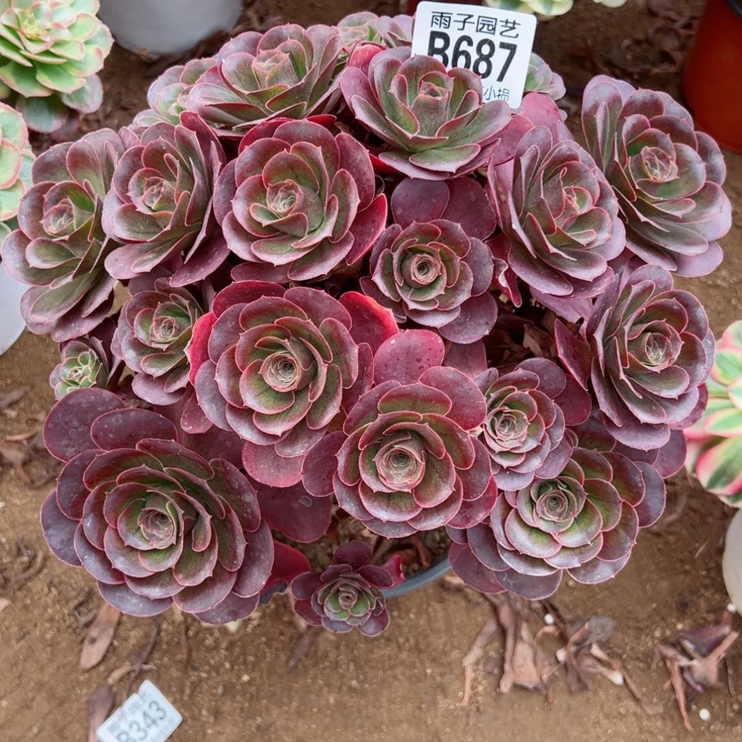 687魅金玫瑰尺寸28左右