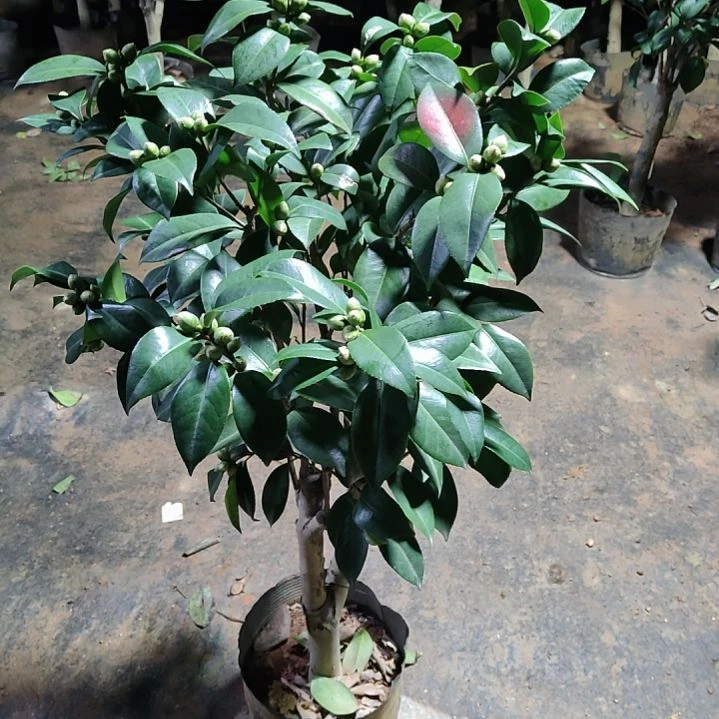 全部花苞依沙安呢不包邮