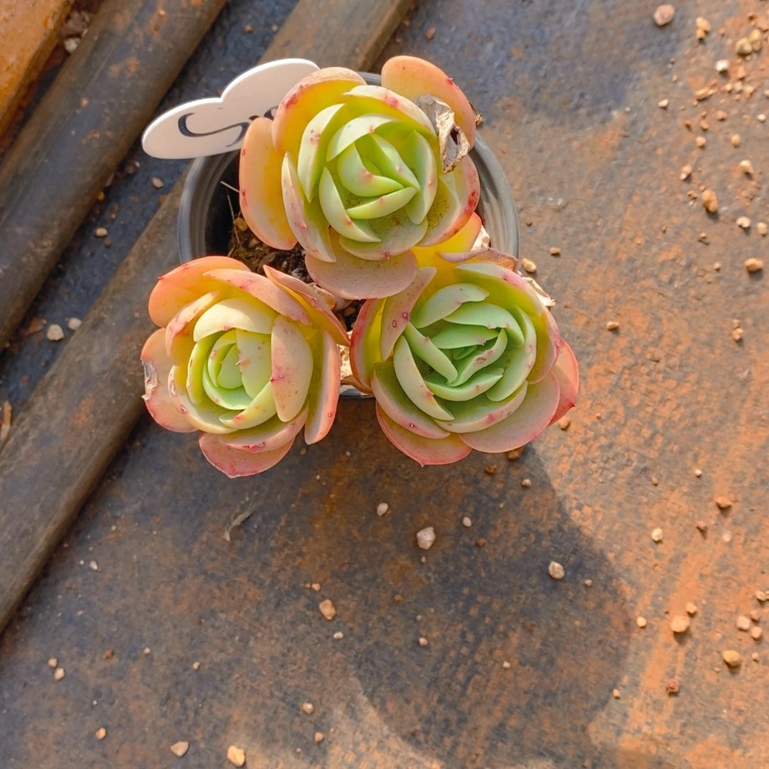 泽****6鸡蛋碧桃群生朵朵有砍