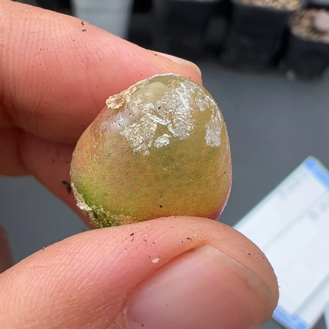 炸***包11.23好看的多肉脱土发货