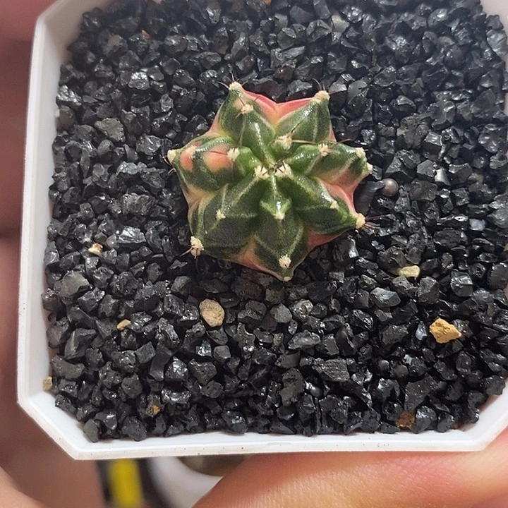 泰系侧芽—带盆土发货14