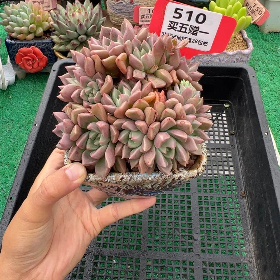 表妹精品多肉植物510.