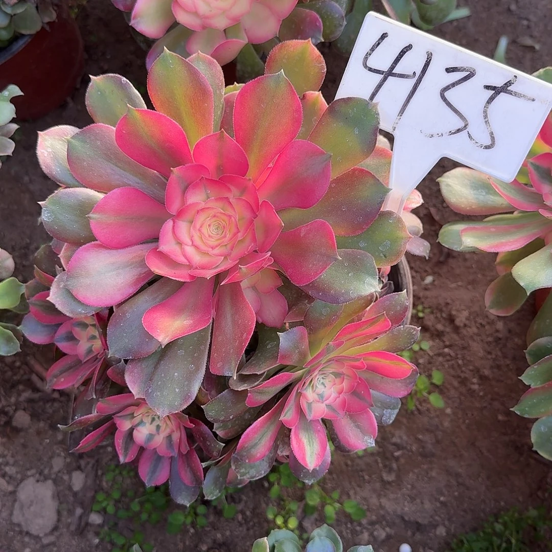 4135香妃多肉法师