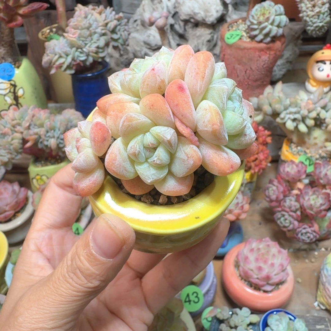 冰玉 多肉含盆土 一物一拍