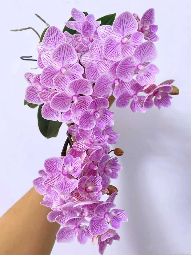 【带花剑】樱花大舌头胡蝶兰花苗带花剑2.8寸杯（花剑小）