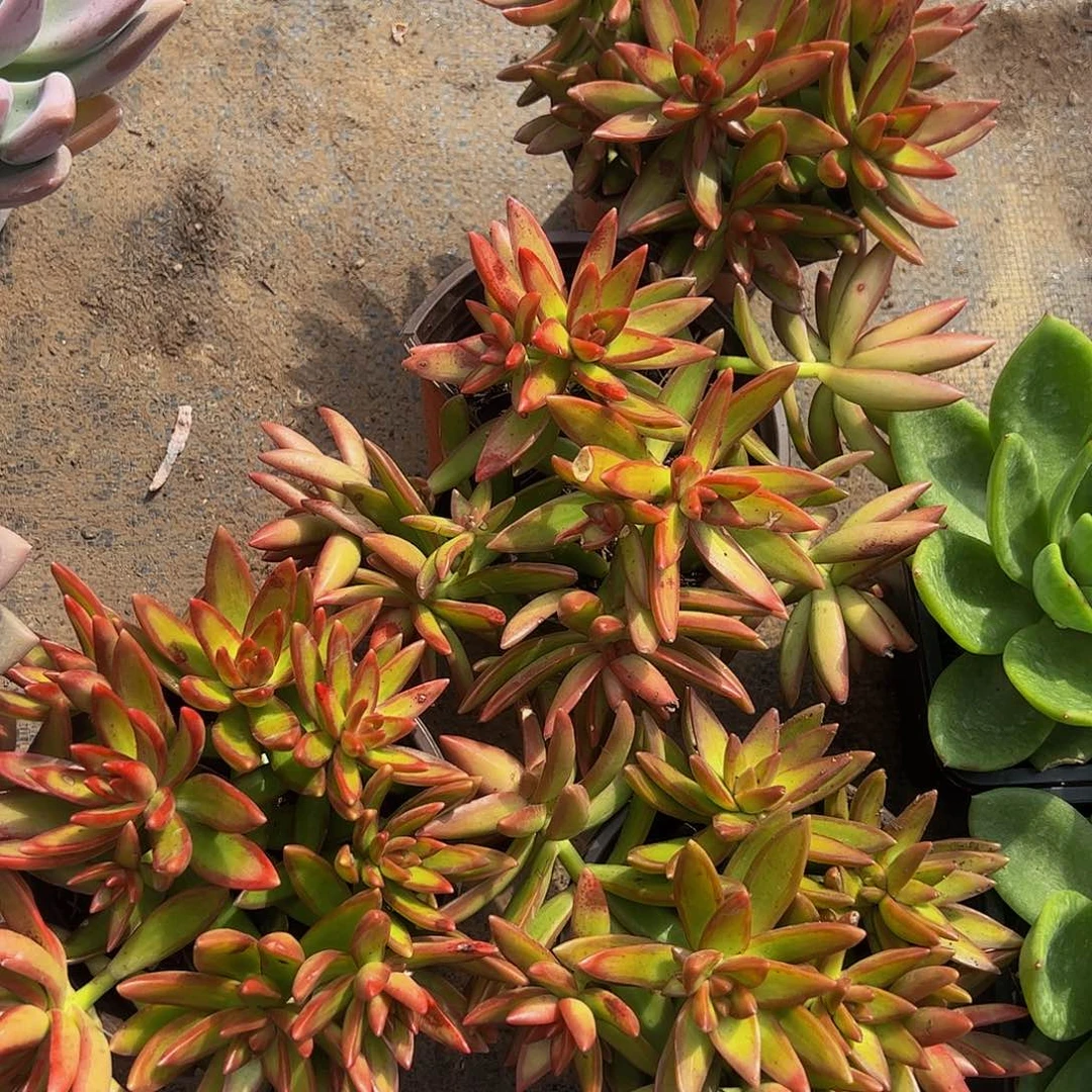 红日带盆土精品特价