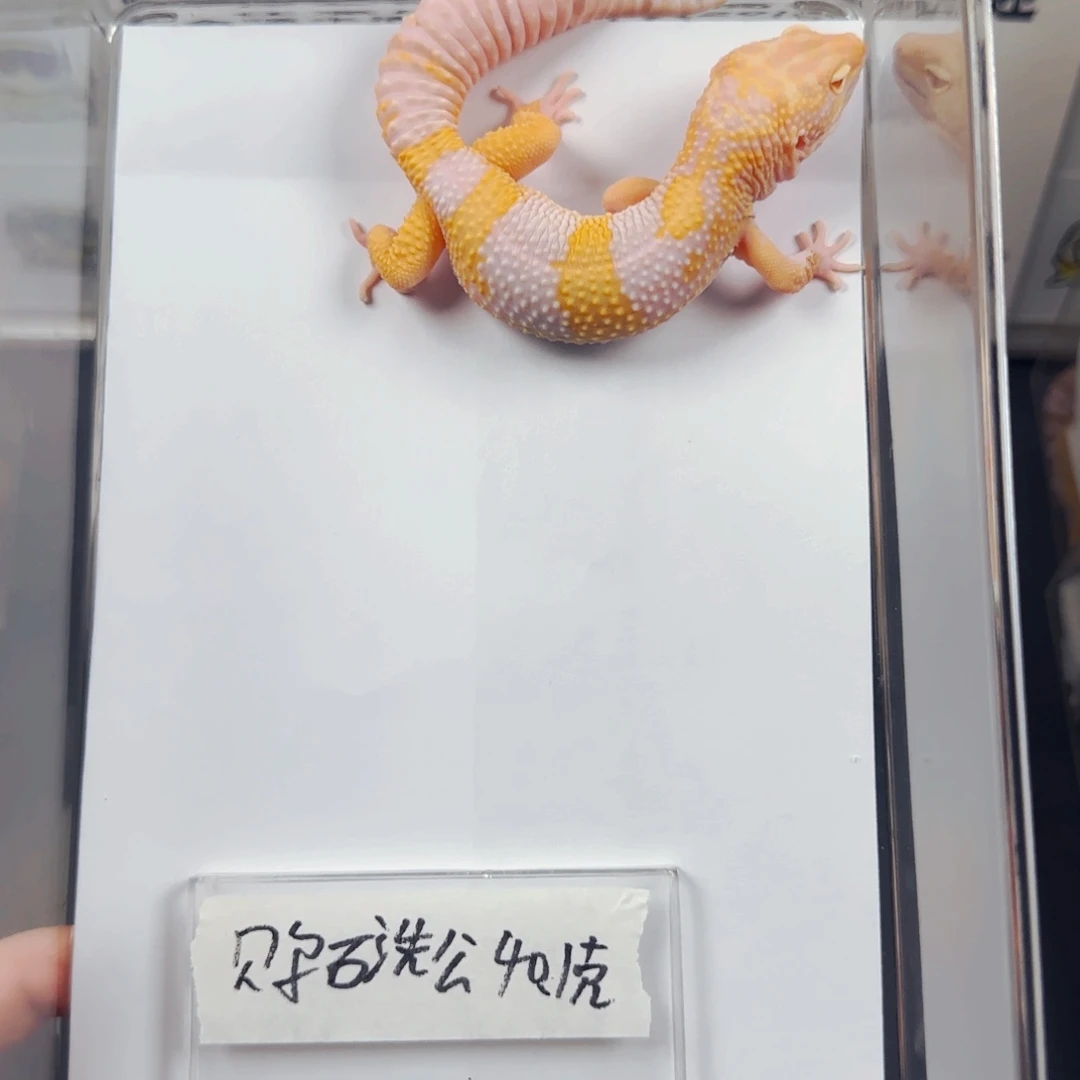 豹纹守宫贝尓石洗弟弟