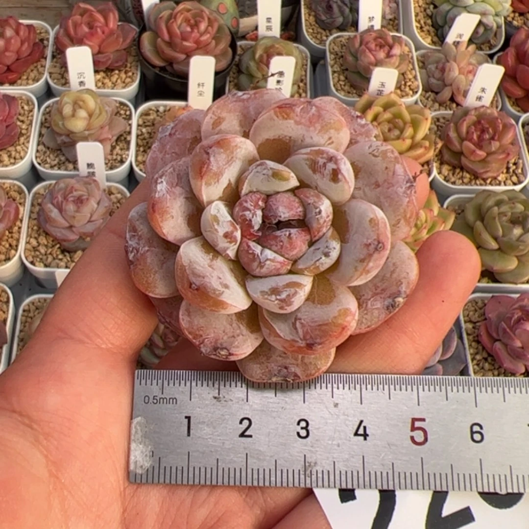 小****_226 多肉植物组合