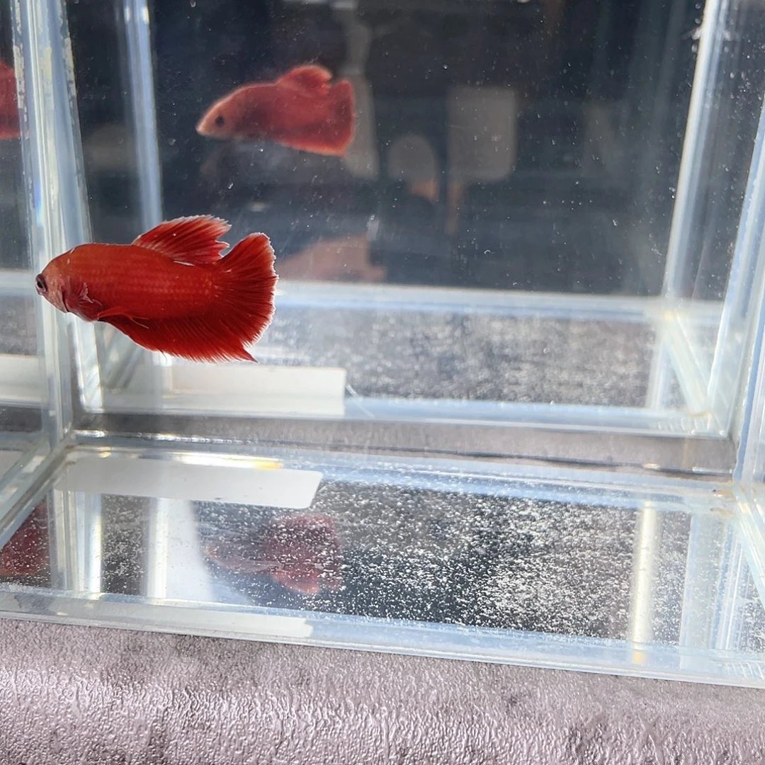 斗鱼不包邮首单+10运213