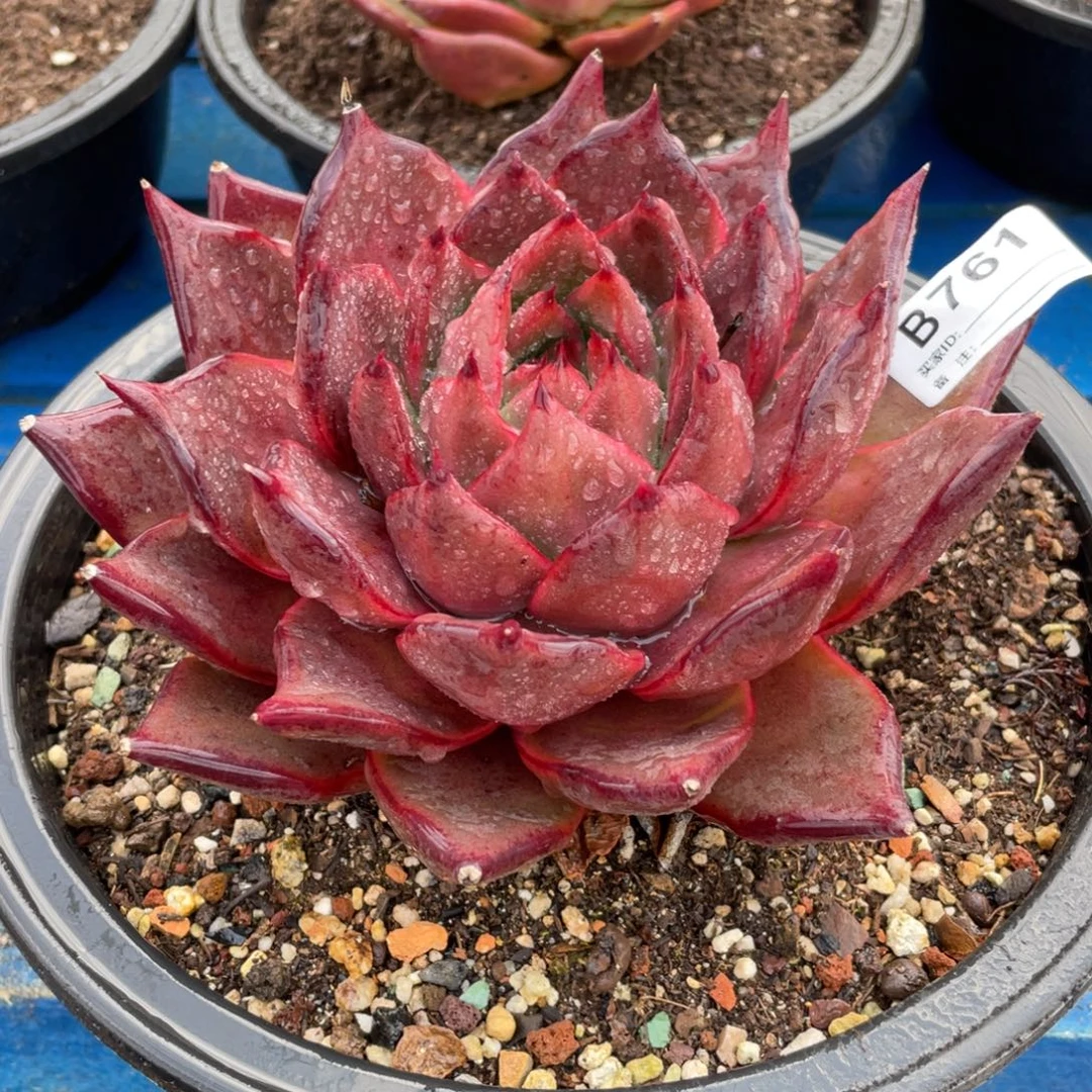 无花朵若如东云组拍B761