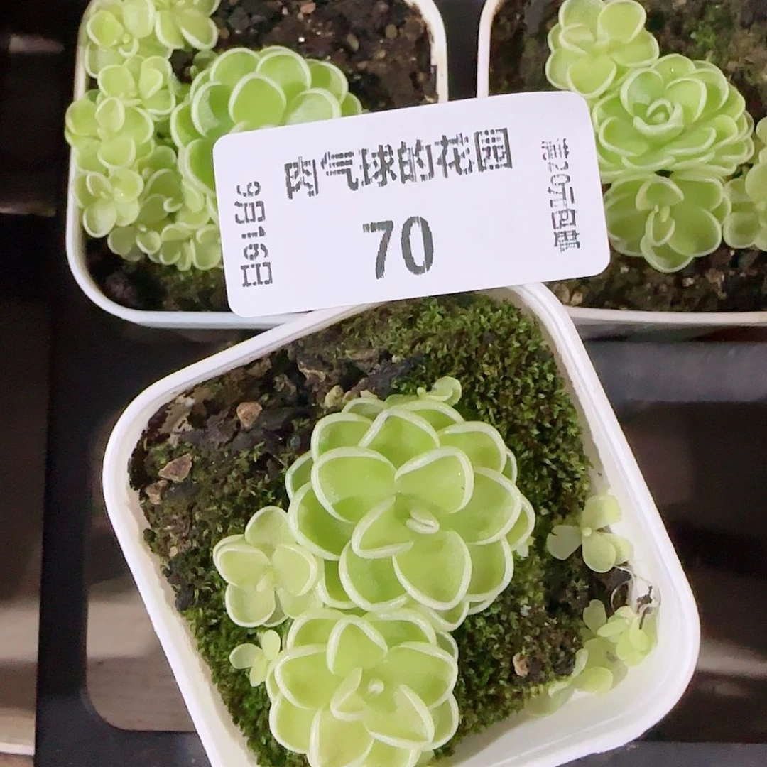 0916---70爱丽丝，