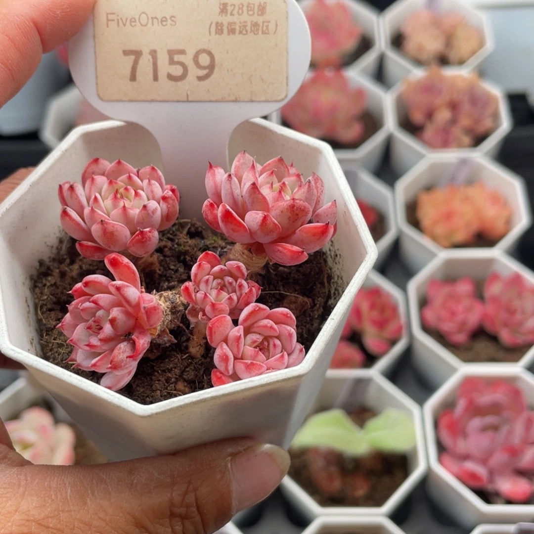 白姬莲7159-5.0厘米