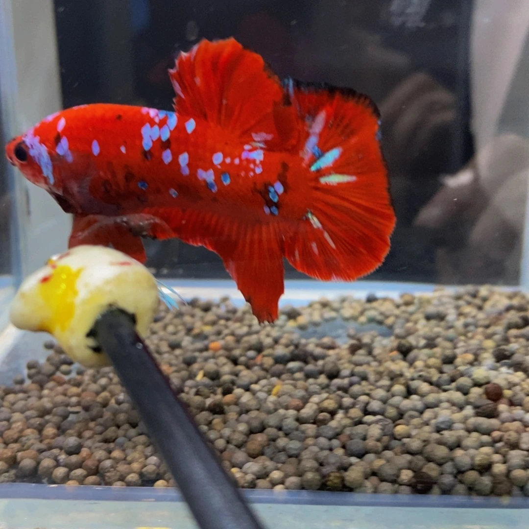 斗鱼375巨斗11111