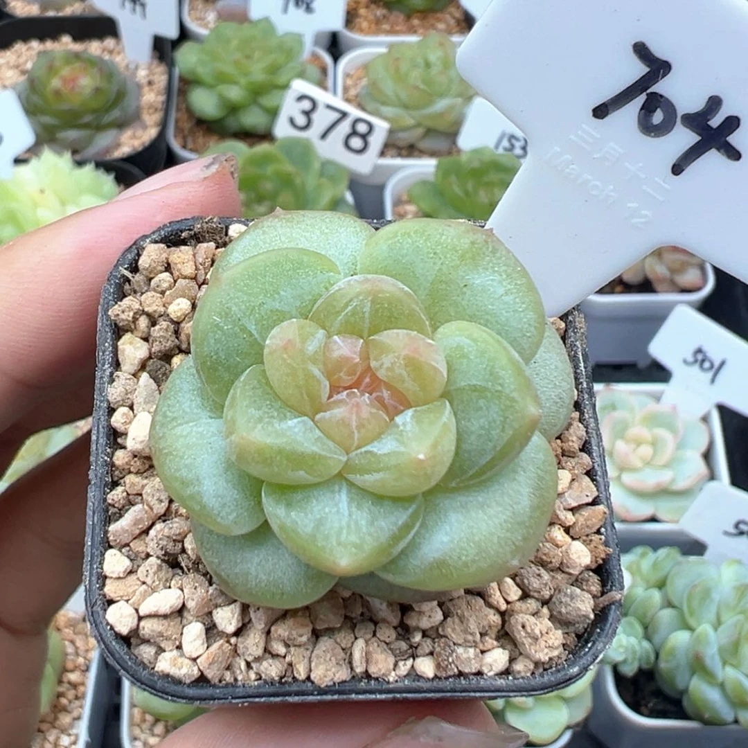 704号袅袅 晗雨多肉