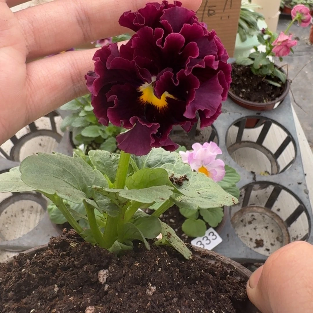 大部分花苞少量开放359