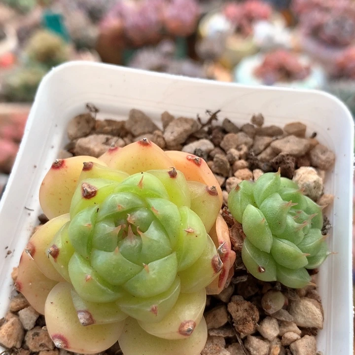 金猪珍妮老桩 012