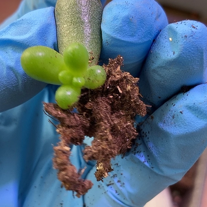 绿龟之卵锦基因多肉植物