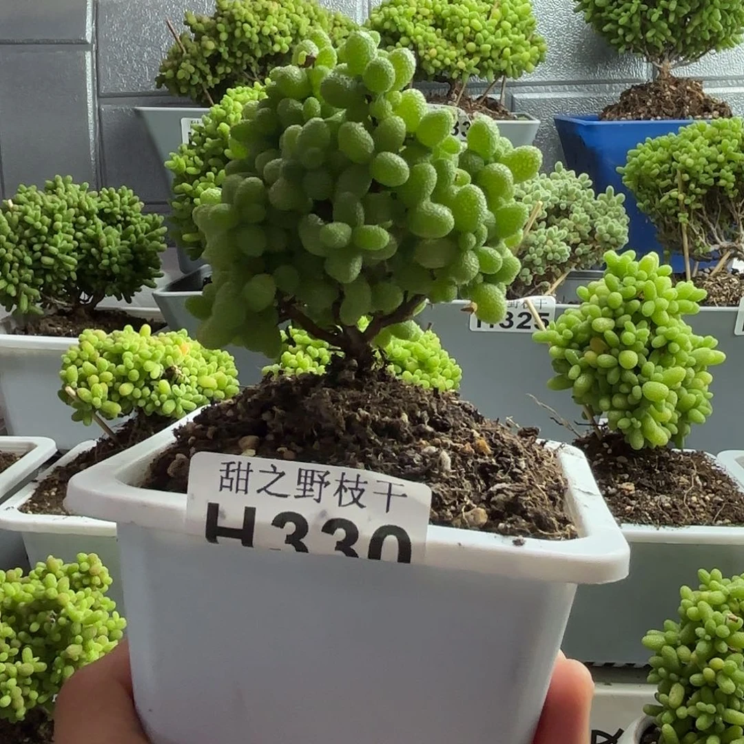 330金橘糖球枝干福利