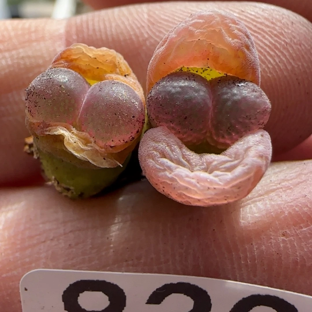 【闪购商品】早****皮8338