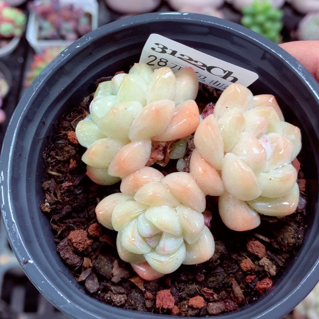 5厘米盆精控多肉3112