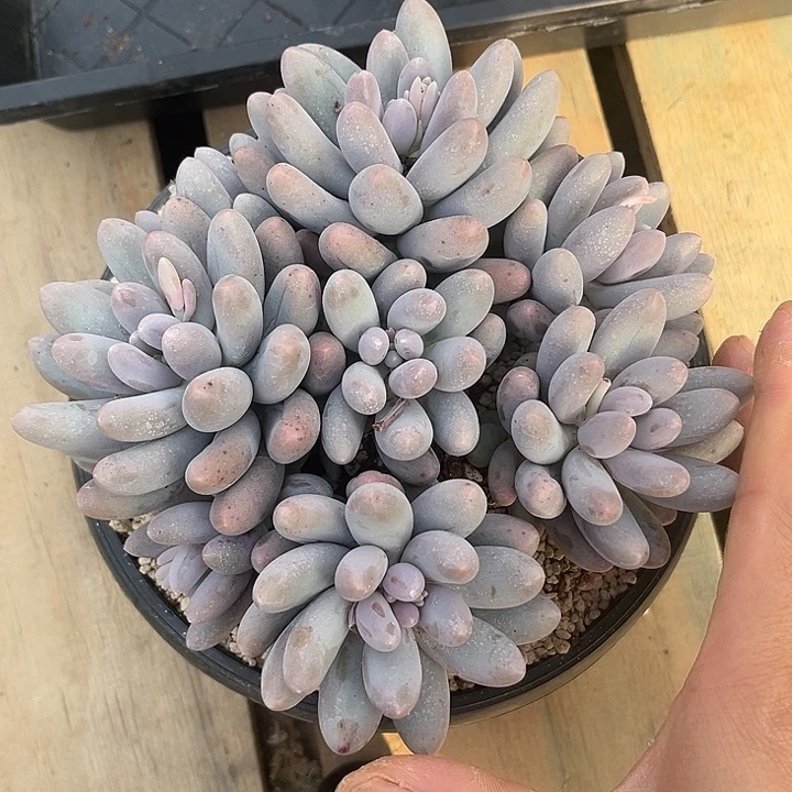 七头汤圆 自然群多肉