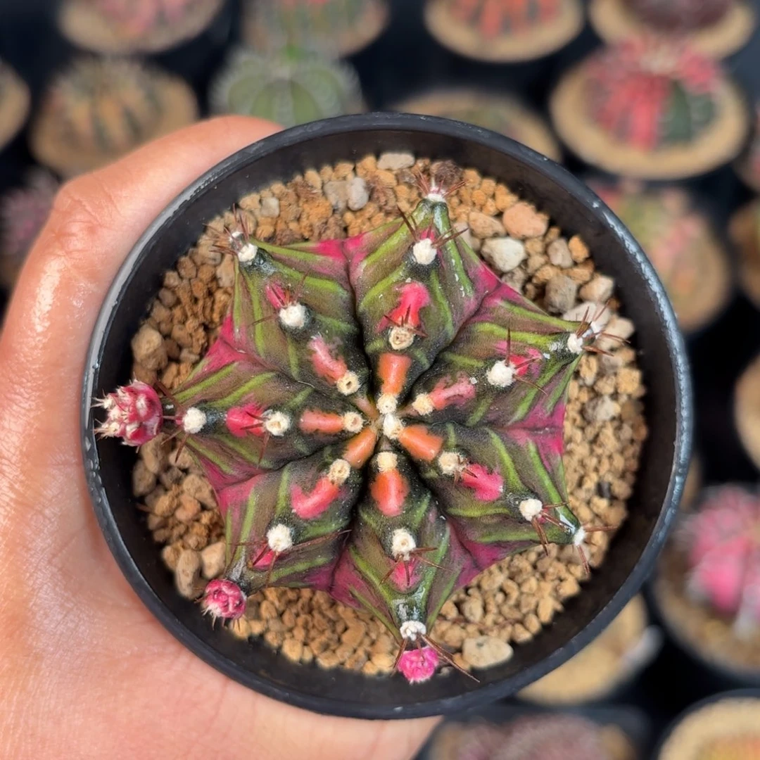 泰系米哈实生仙人球102