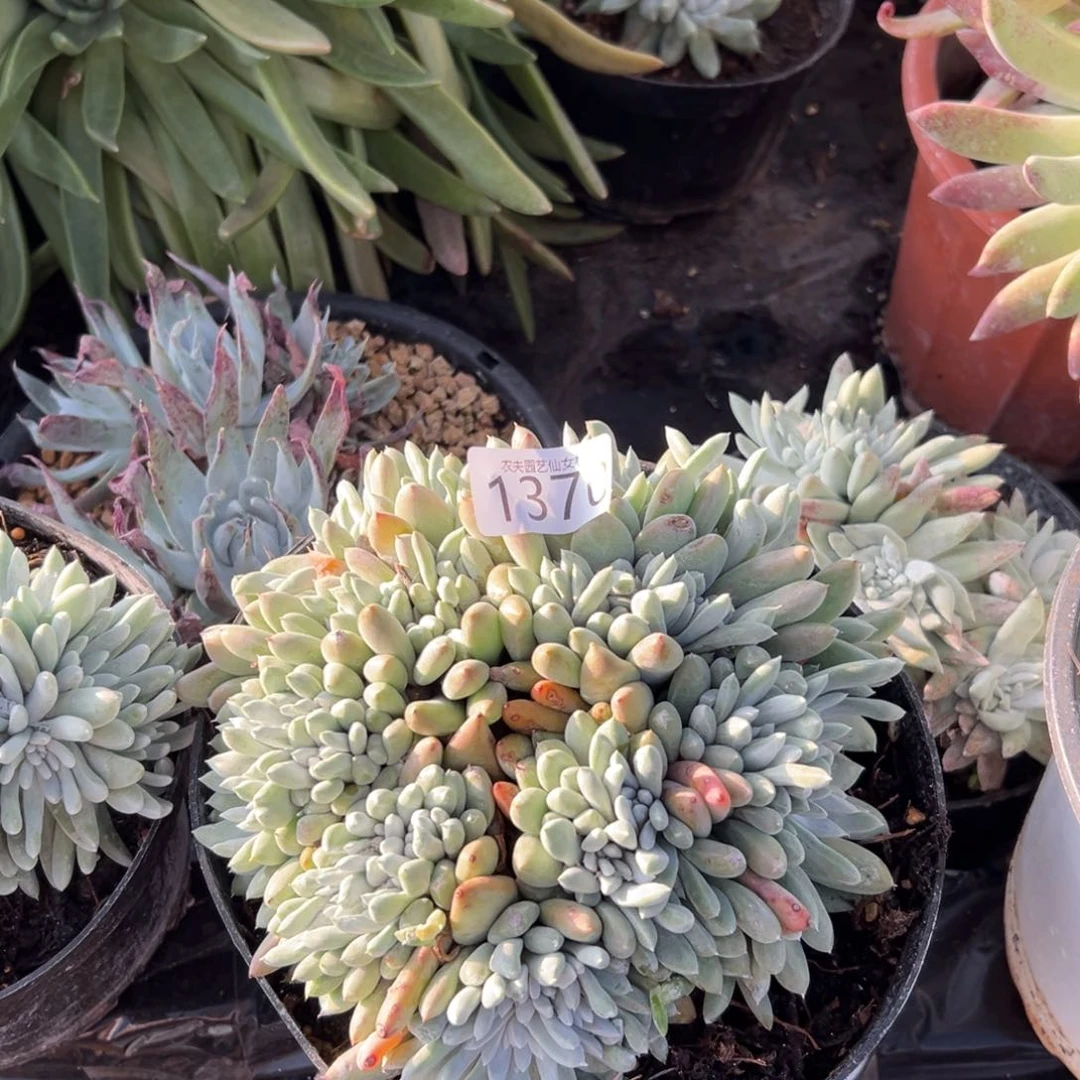 白姆仙女杯多肉。