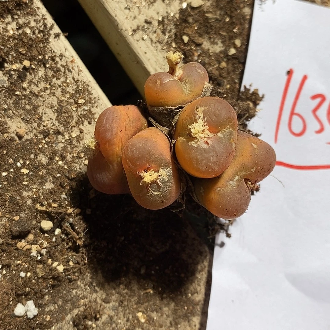 16352。  一颗群生。