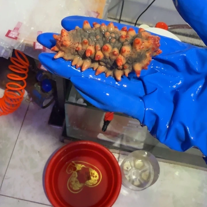 爱***抖奶嘴海葵红海参11111