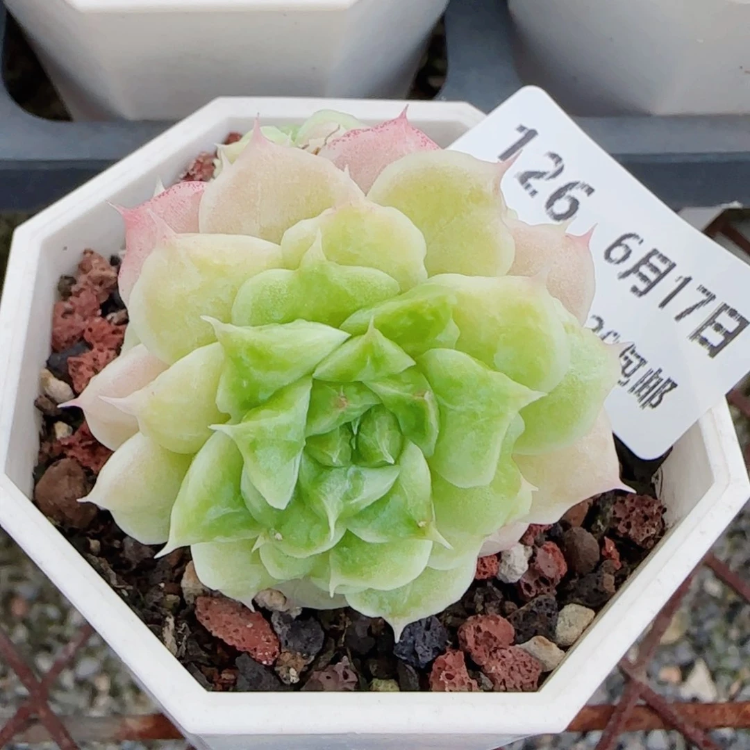 *****花语逸镜不包整0617-126