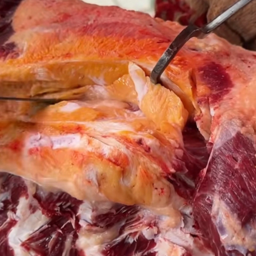 贵州新鲜牛肉现杀正宗农家散养老黄牛肉不调理不合成正宗牛腿肉