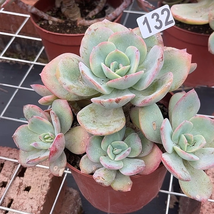 共***赢132不售后白凤脱土发货不退不换