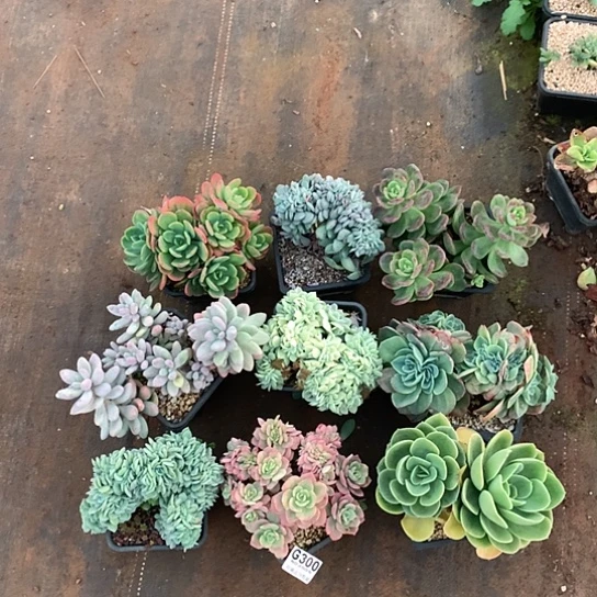 一组9颗不包损300 亏本处理退款拉黑7-8天发货
