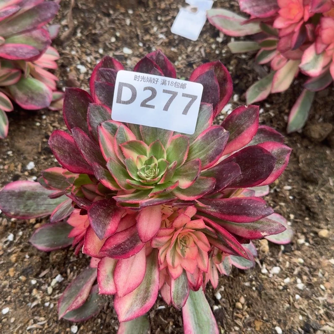 277黑魔锦多肉植物