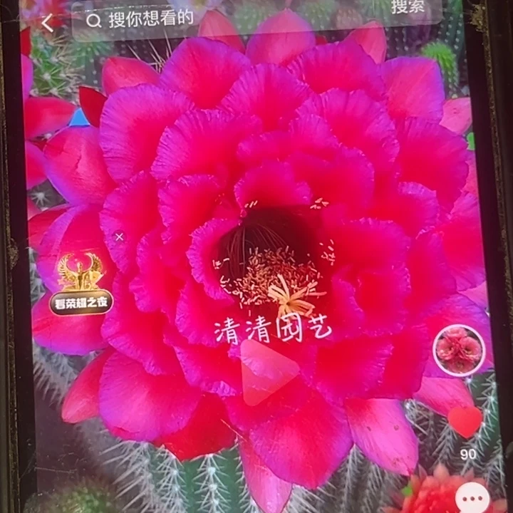 清清紫醉金迷侧牙瑕疵黑点