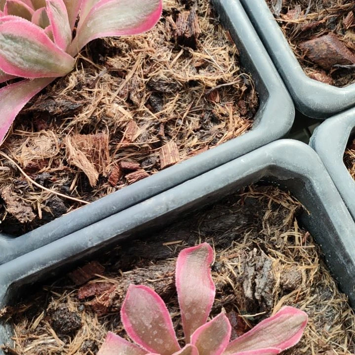 紫*多肉法师锦套餐三盆土