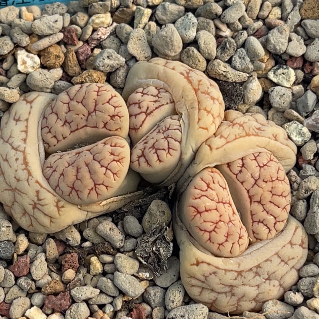 8313三头红纹261群一颗