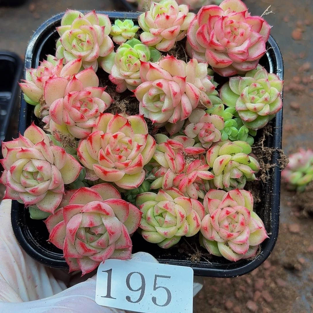 多肉植物多肉植物195