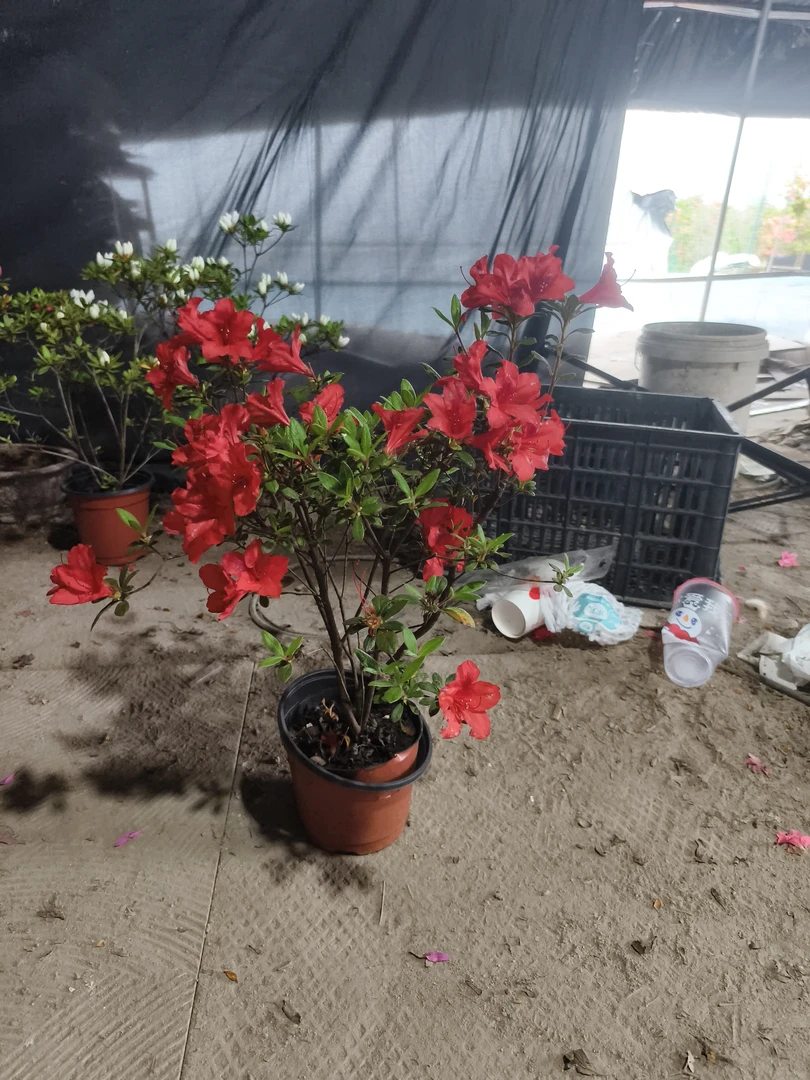 红色杜鹃带盆发货