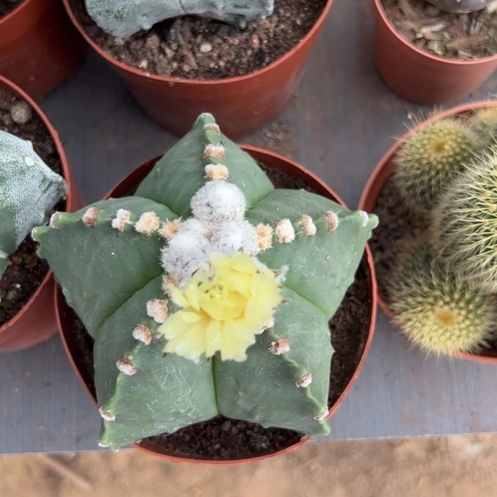 快***官恭喜发财恭喜发财