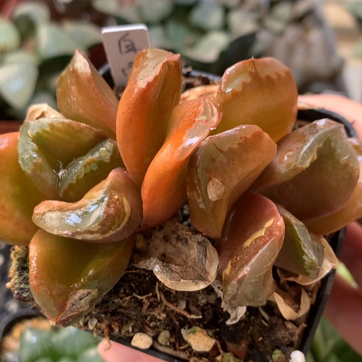 白宫一物一拍带盆