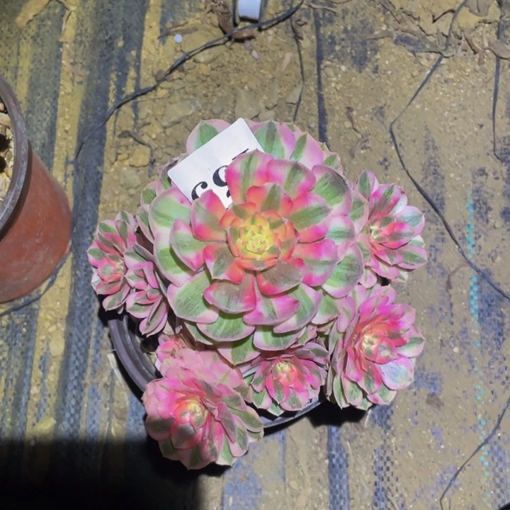 倾城多肉植物多肉165