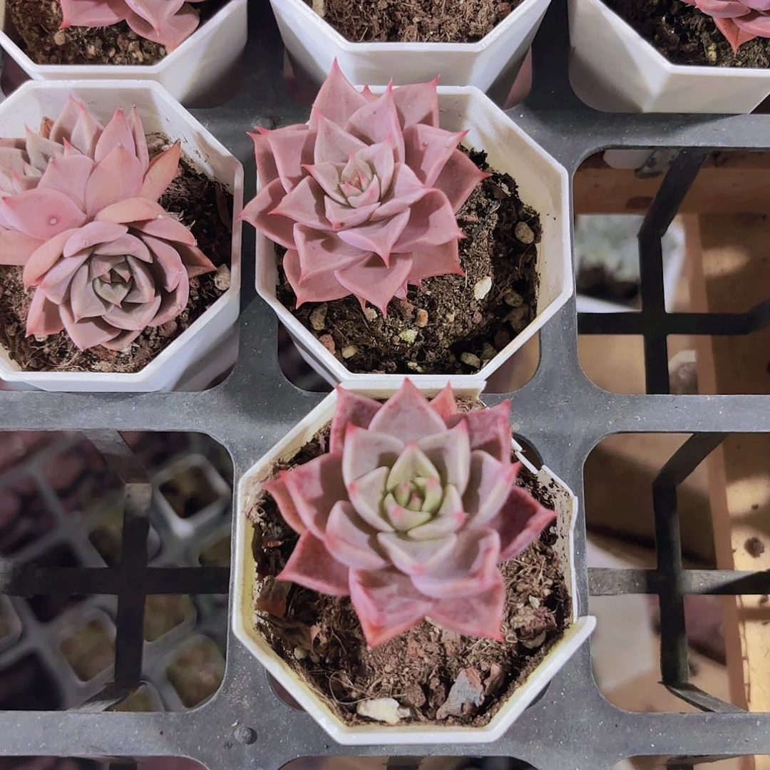 精品米亚多肉植物