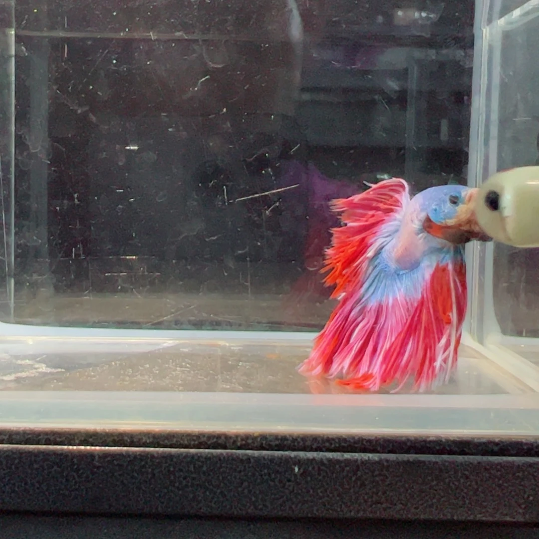 斗鱼浅色仙仙裙特殊尾